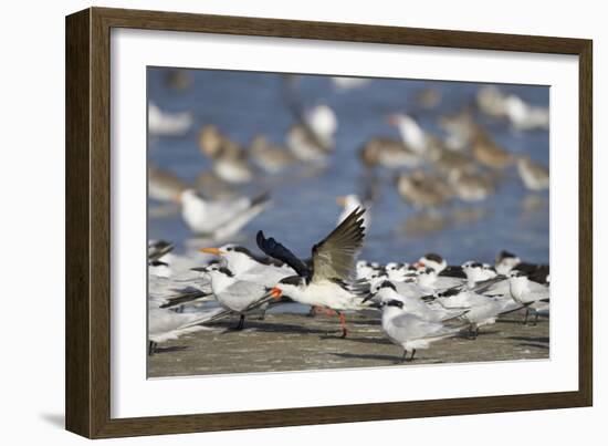 USA, Fort De Soto Park, Pinellas County, St. Petersburg, Florida. A black skimmer preparing to fly.-Deborah Winchester-Framed Photographic Print