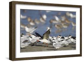 USA, Fort De Soto Park, Pinellas County, St. Petersburg, Florida. A black skimmer preparing to fly.-Deborah Winchester-Framed Photographic Print