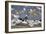 USA, Fort De Soto Park, Pinellas County, St. Petersburg, Florida. A black skimmer preparing to fly.-Deborah Winchester-Framed Photographic Print