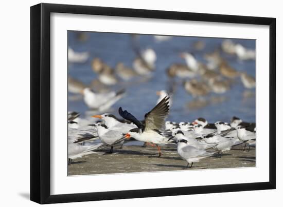 USA, Fort De Soto Park, Pinellas County, St. Petersburg, Florida. A black skimmer preparing to fly.-Deborah Winchester-Framed Photographic Print