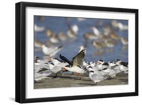 USA, Fort De Soto Park, Pinellas County, St. Petersburg, Florida. A black skimmer preparing to fly.-Deborah Winchester-Framed Photographic Print