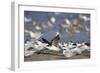 USA, Fort De Soto Park, Pinellas County, St. Petersburg, Florida. A black skimmer preparing to fly.-Deborah Winchester-Framed Photographic Print