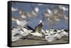 USA, Fort De Soto Park, Pinellas County, St. Petersburg, Florida. A black skimmer preparing to fly.-Deborah Winchester-Framed Stretched Canvas