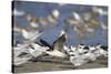 USA, Fort De Soto Park, Pinellas County, St. Petersburg, Florida. A black skimmer preparing to fly.-Deborah Winchester-Stretched Canvas