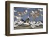 USA, Fort De Soto Park, Pinellas County, St. Petersburg, Florida. A black skimmer preparing to fly.-Deborah Winchester-Framed Photographic Print