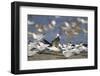 USA, Fort De Soto Park, Pinellas County, St. Petersburg, Florida. A black skimmer preparing to fly.-Deborah Winchester-Framed Photographic Print