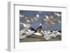 USA, Fort De Soto Park, Pinellas County, St. Petersburg, Florida. A black skimmer preparing to fly.-Deborah Winchester-Framed Photographic Print