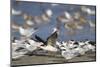 USA, Fort De Soto Park, Pinellas County, St. Petersburg, Florida. A black skimmer preparing to fly.-Deborah Winchester-Mounted Photographic Print