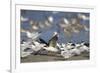 USA, Fort De Soto Park, Pinellas County, St. Petersburg, Florida. A black skimmer preparing to fly.-Deborah Winchester-Framed Photographic Print