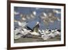 USA, Fort De Soto Park, Pinellas County, St. Petersburg, Florida. A black skimmer preparing to fly.-Deborah Winchester-Framed Photographic Print