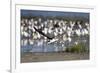 USA, Fort De Soto, St. Petersburg, Florida. A skimmer flying.-Deborah Winchester-Framed Photographic Print