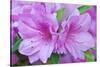 USA, Ga, Pine Mountain, Callaway Gardens, Azalea Flower-Rob Tilley-Stretched Canvas