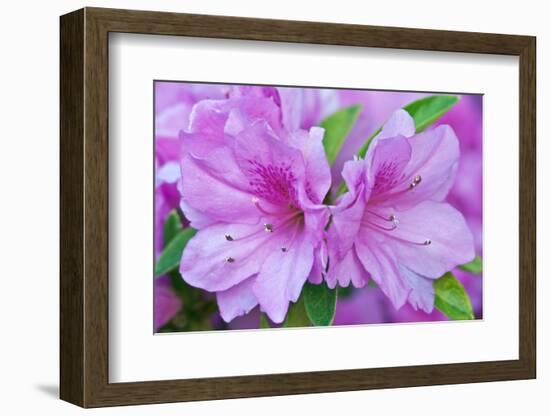 USA, Ga, Pine Mountain, Callaway Gardens, Azalea Flower-Rob Tilley-Framed Photographic Print