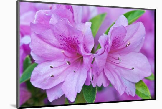 USA, Ga, Pine Mountain, Callaway Gardens, Azalea Flower-Rob Tilley-Mounted Photographic Print