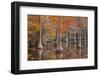 USA, George Smith State Park, Georgia. Fall cypress trees with wood duck box.-Joanne Wells-Framed Photographic Print