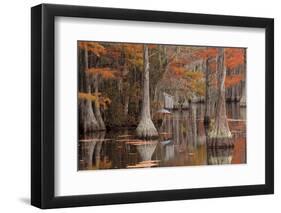 USA, George Smith State Park, Georgia. Fall cypress trees with wood duck box.-Joanne Wells-Framed Photographic Print