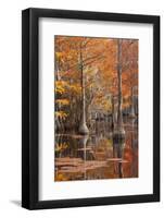 USA, George Smith State Park, Georgia. Fall cypress trees with wood duck box.-Joanne Wells-Framed Photographic Print