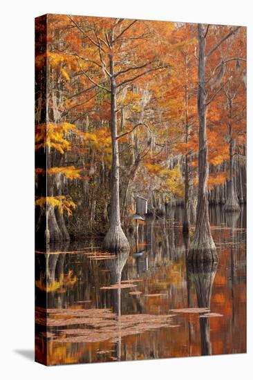 USA, George Smith State Park, Georgia. Fall cypress trees with wood duck box.-Joanne Wells-Stretched Canvas