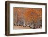 USA, George Smith State Park, Georgia. Fall cypress trees.-Joanne Wells-Framed Photographic Print