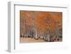 USA, George Smith State Park, Georgia. Fall cypress trees.-Joanne Wells-Framed Photographic Print