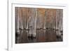 USA, George Smith State Park, Georgia. Fall cypress trees.-Joanne Wells-Framed Photographic Print