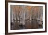 USA, George Smith State Park, Georgia. Fall cypress trees.-Joanne Wells-Framed Photographic Print