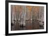 USA, George Smith State Park, Georgia. Fall cypress trees.-Joanne Wells-Framed Photographic Print