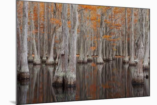 USA, George Smith State Park, Georgia. Fall cypress trees.-Joanne Wells-Mounted Photographic Print