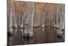 USA, George Smith State Park, Georgia. Fall cypress trees.-Joanne Wells-Mounted Photographic Print