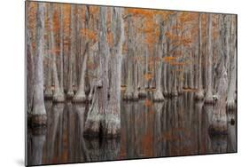 USA, George Smith State Park, Georgia. Fall cypress trees.-Joanne Wells-Mounted Photographic Print