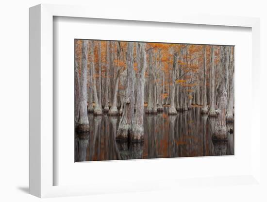 USA, George Smith State Park, Georgia. Fall cypress trees.-Joanne Wells-Framed Photographic Print