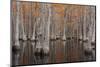 USA, George Smith State Park, Georgia. Fall cypress trees.-Joanne Wells-Mounted Photographic Print