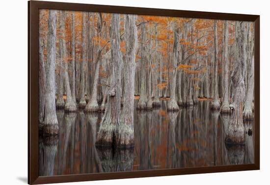 USA, George Smith State Park, Georgia. Fall cypress trees.-Joanne Wells-Framed Photographic Print