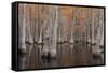 USA, George Smith State Park, Georgia. Fall cypress trees.-Joanne Wells-Framed Stretched Canvas