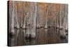 USA, George Smith State Park, Georgia. Fall cypress trees.-Joanne Wells-Stretched Canvas