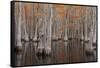 USA, George Smith State Park, Georgia. Fall cypress trees.-Joanne Wells-Framed Stretched Canvas