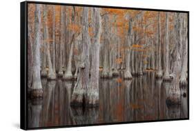 USA, George Smith State Park, Georgia. Fall cypress trees.-Joanne Wells-Framed Stretched Canvas