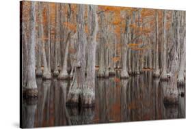 USA, George Smith State Park, Georgia. Fall cypress trees.-Joanne Wells-Stretched Canvas