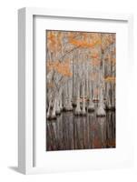 USA, George Smith State Park, Georgia. Fall cypress trees.-Joanne Wells-Framed Photographic Print