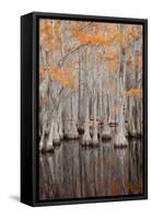 USA, George Smith State Park, Georgia. Fall cypress trees.-Joanne Wells-Framed Stretched Canvas