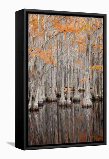 USA, George Smith State Park, Georgia. Fall cypress trees.-Joanne Wells-Framed Stretched Canvas