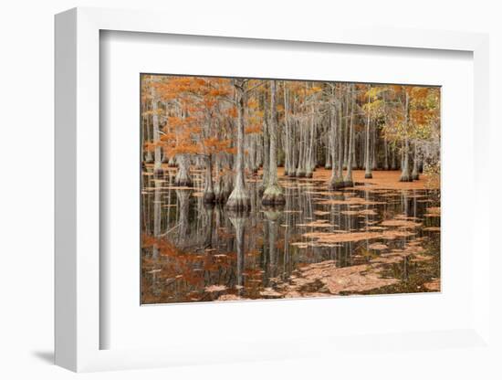 USA, George Smith State Park, Georgia. Fall cypress trees.-Joanne Wells-Framed Photographic Print