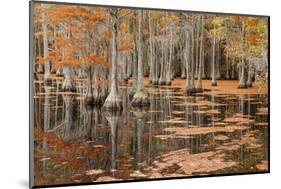 USA, George Smith State Park, Georgia. Fall cypress trees.-Joanne Wells-Mounted Photographic Print