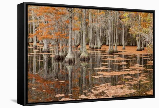 USA, George Smith State Park, Georgia. Fall cypress trees.-Joanne Wells-Framed Stretched Canvas