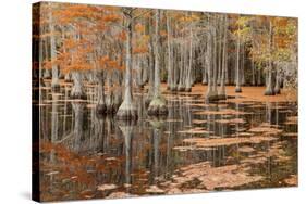 USA, George Smith State Park, Georgia. Fall cypress trees.-Joanne Wells-Stretched Canvas