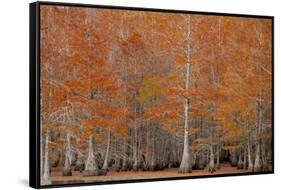 USA, George Smith State Park, Georgia. Fall cypress trees.-Joanne Wells-Framed Stretched Canvas