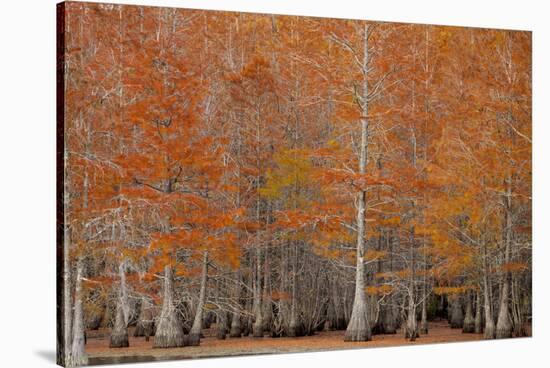 USA, George Smith State Park, Georgia. Fall cypress trees.-Joanne Wells-Stretched Canvas