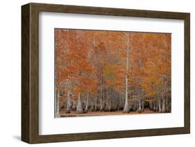 USA, George Smith State Park, Georgia. Fall cypress trees.-Joanne Wells-Framed Photographic Print