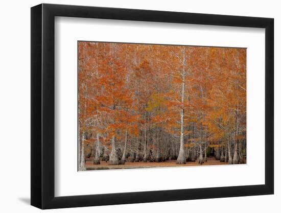 USA, George Smith State Park, Georgia. Fall cypress trees.-Joanne Wells-Framed Photographic Print