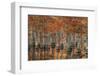 USA, Georgia, Autumn, Cypress Trees at George Smith State Park-Joanne Wells-Framed Photographic Print